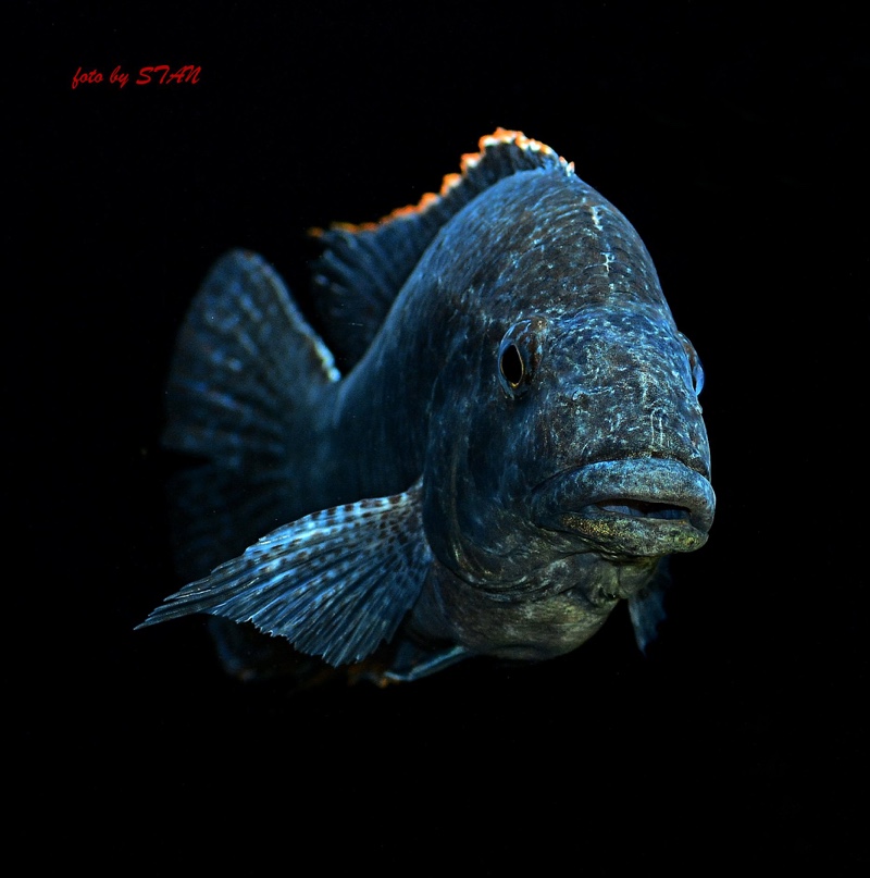 Nimbochromis linni